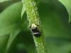 Heliophanus sp.